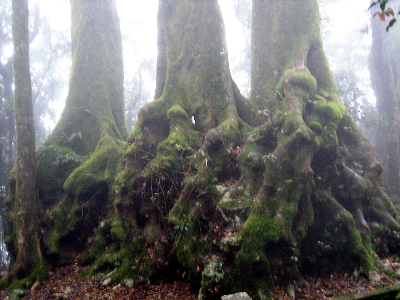 Antarctic beech: Photo taken by me (David) in Numinbah Nature Reserve, NSW, Australia. Very close to the state border, but on the southern side in New South Wales
