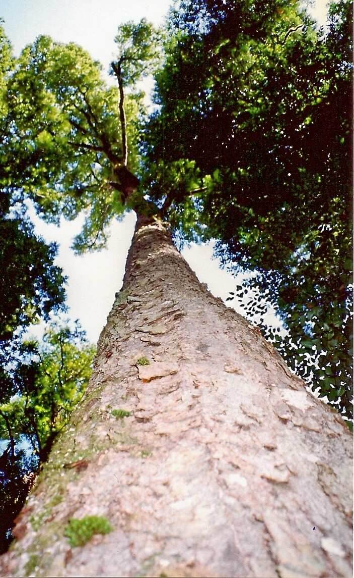Antarctic beech: Nothofagus moorei, approx 50 metres tall, Cobark Park, Barrington Tops, Australia