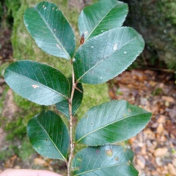 Antarctic beech (Nothofagus moorei)