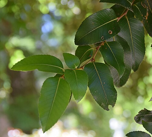 Antarctic beech: Nothofagus moorei in Dunedin Botanic Garden, Dunedin, New Zealand