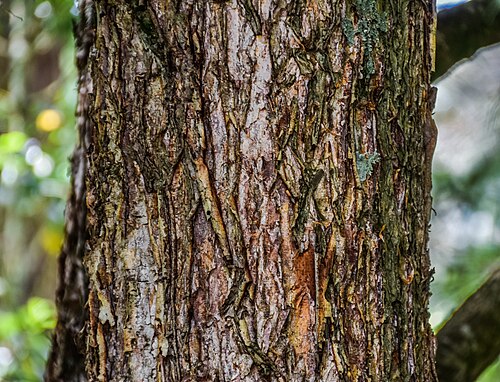 Antarctic beech: Nothofagus moorei in Eastwoodhill Arboretum, Gisborne Region, New Zealand