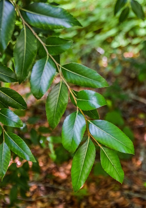 Antarctic beech: Nothofagus moorei in Eastwoodhill Arboretum, Gisborne Region, New Zealand