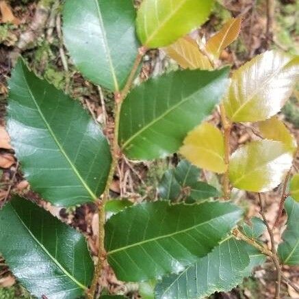 Antarctic beech (Nothofagus moorei)