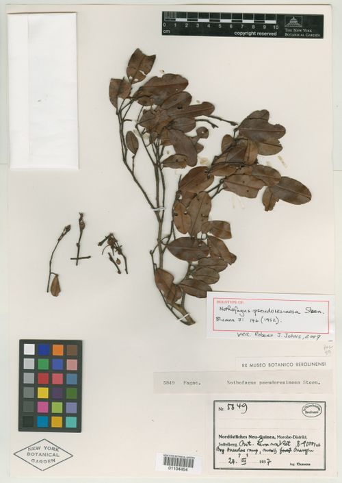 Nothofagus pseudoresinosa: Nothofagus pseudoresinosa specimen held at the New York Botanical Garden herbarium