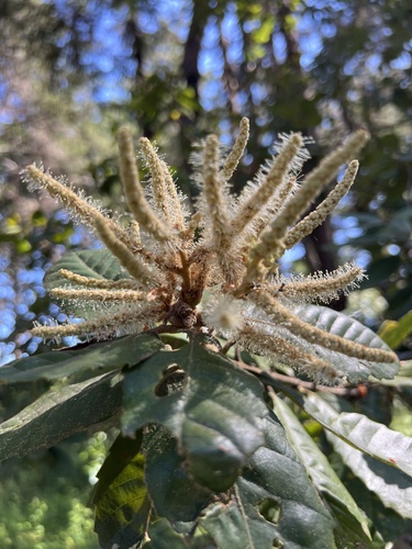 Tanoak (Notholithocarpus densiflorus)