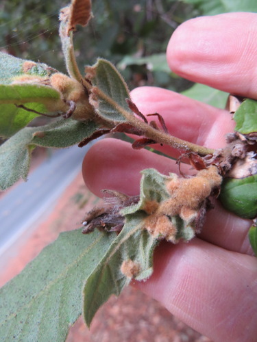 Tanoak (Notholithocarpus densiflorus)