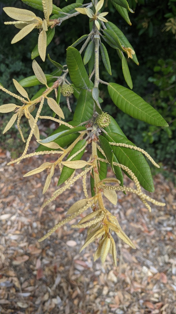 Tanoak (Notholithocarpus densiflorus)