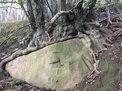 Tanoak (Notholithocarpus densiflorus)