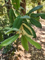 Tanoak (Notholithocarpus densiflorus)