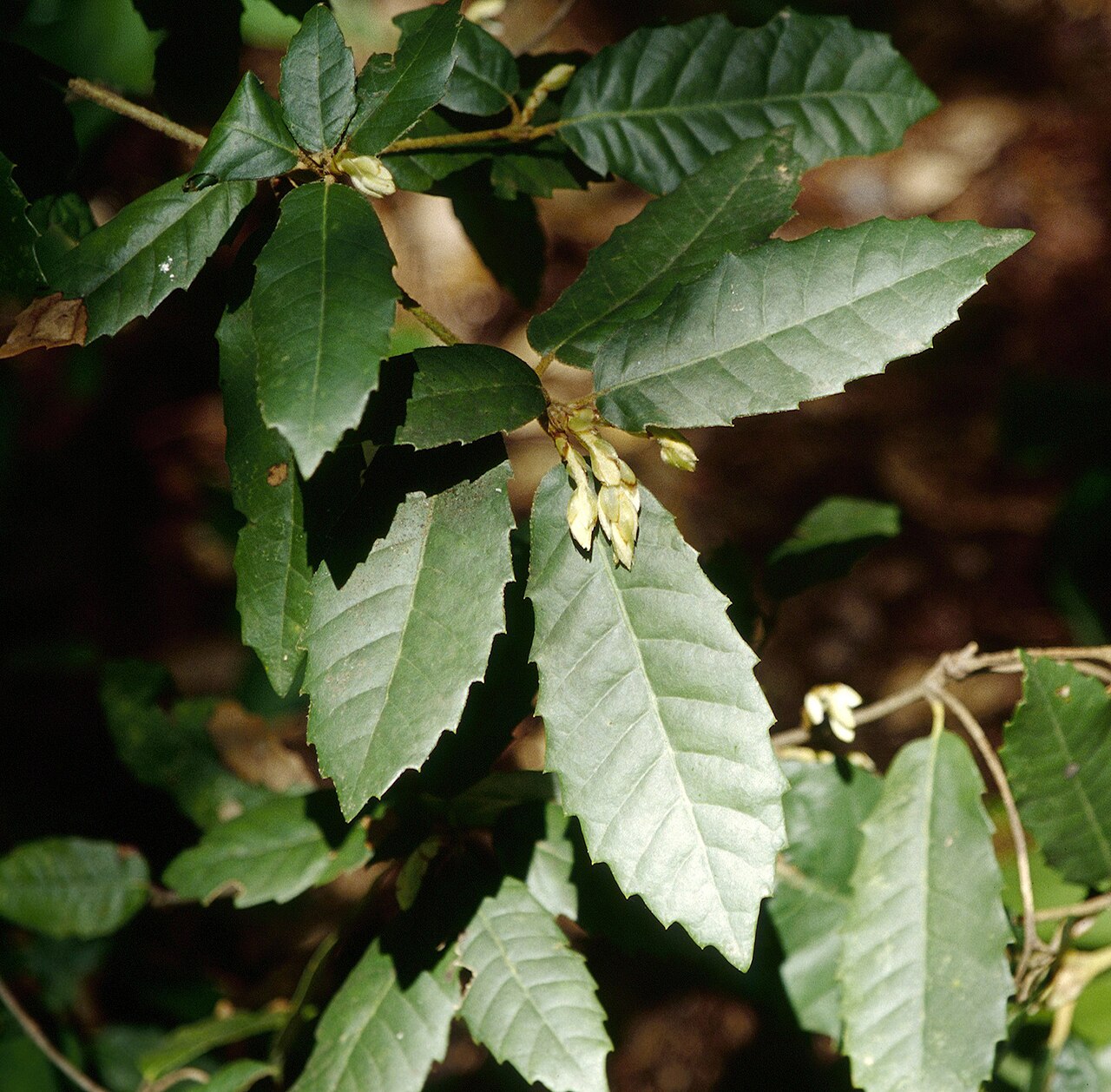 Tanoak: Notholithocarpus densiflorus leaves