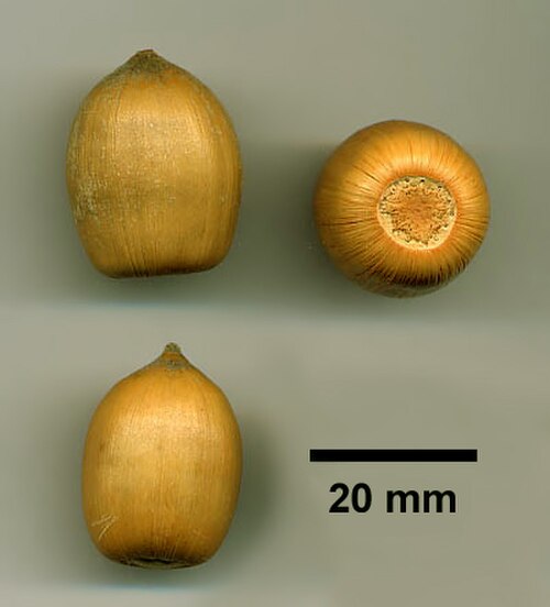 Tanoak: Notholithocarpus densiflorus acorns