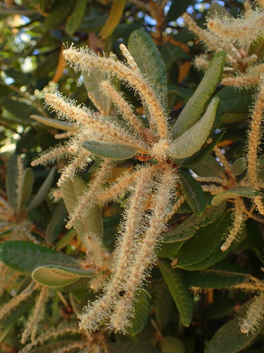 Tanoak (Notholithocarpus densiflorus)