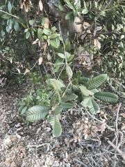 Tanoak (Notholithocarpus densiflorus)