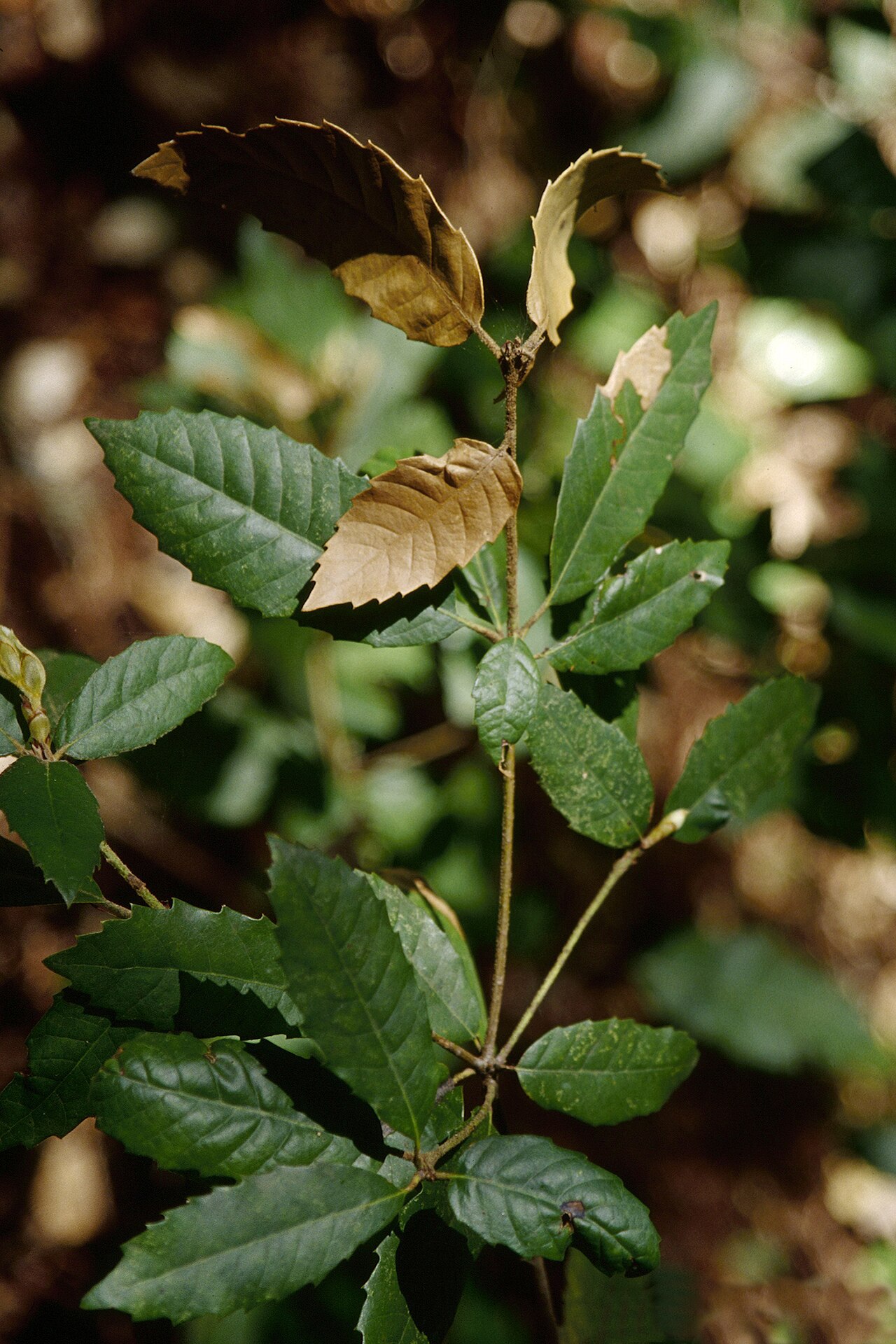 Tanoak: Notholithocarpus densiflorus foliage, with tip death due to Phytophthora ramorum
