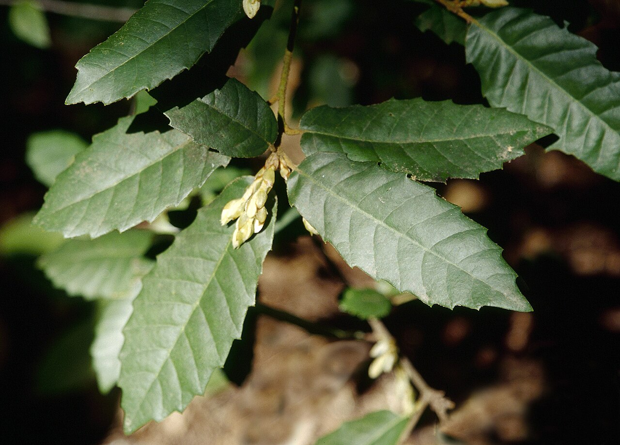 Tanoak: Notholithocarpus densiflorus leaves