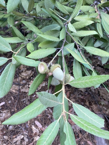 Tanoak (Notholithocarpus densiflorus)