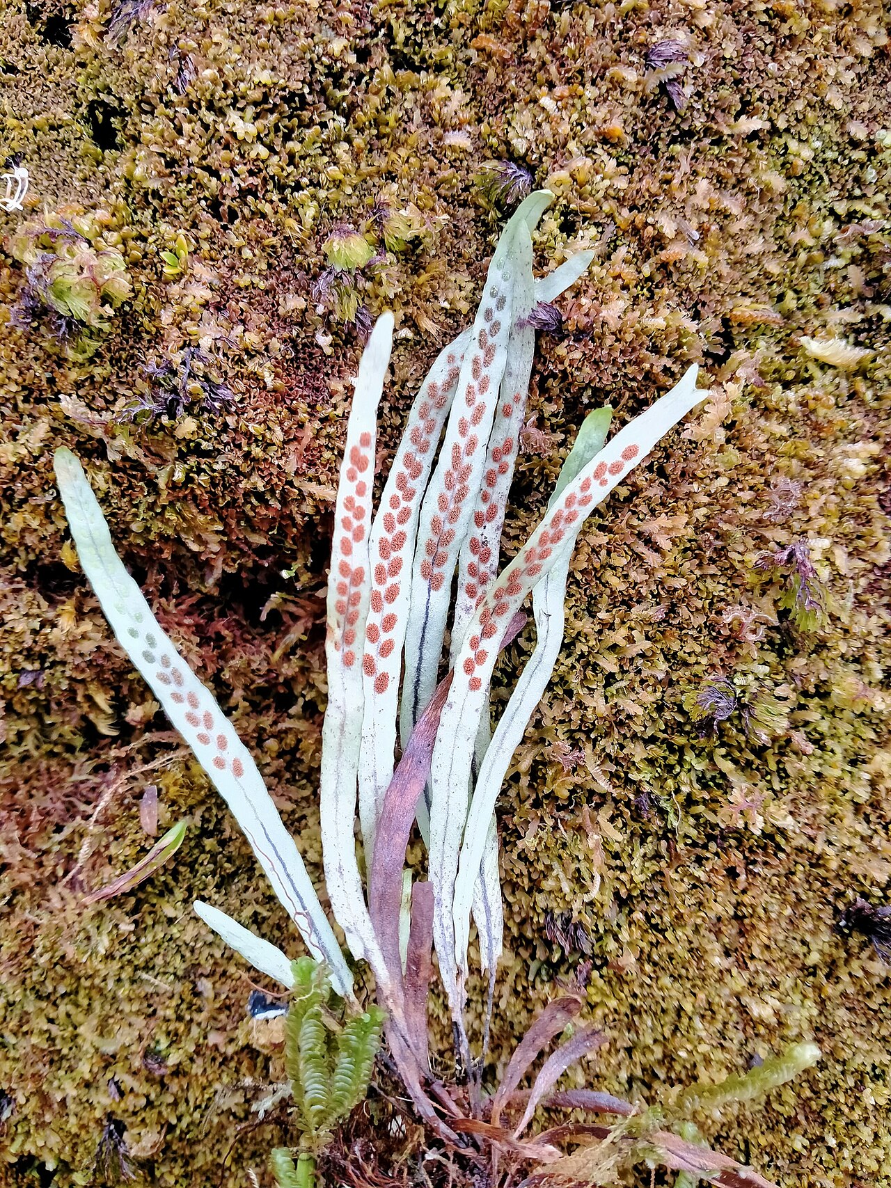 Notogrammitis angustifolia: Notogrammitis angustifolia, Auckland Islands Nature Reserve, Auckland islands, NZ-SO, NZ, 2023-01-30 (iNaturalist).