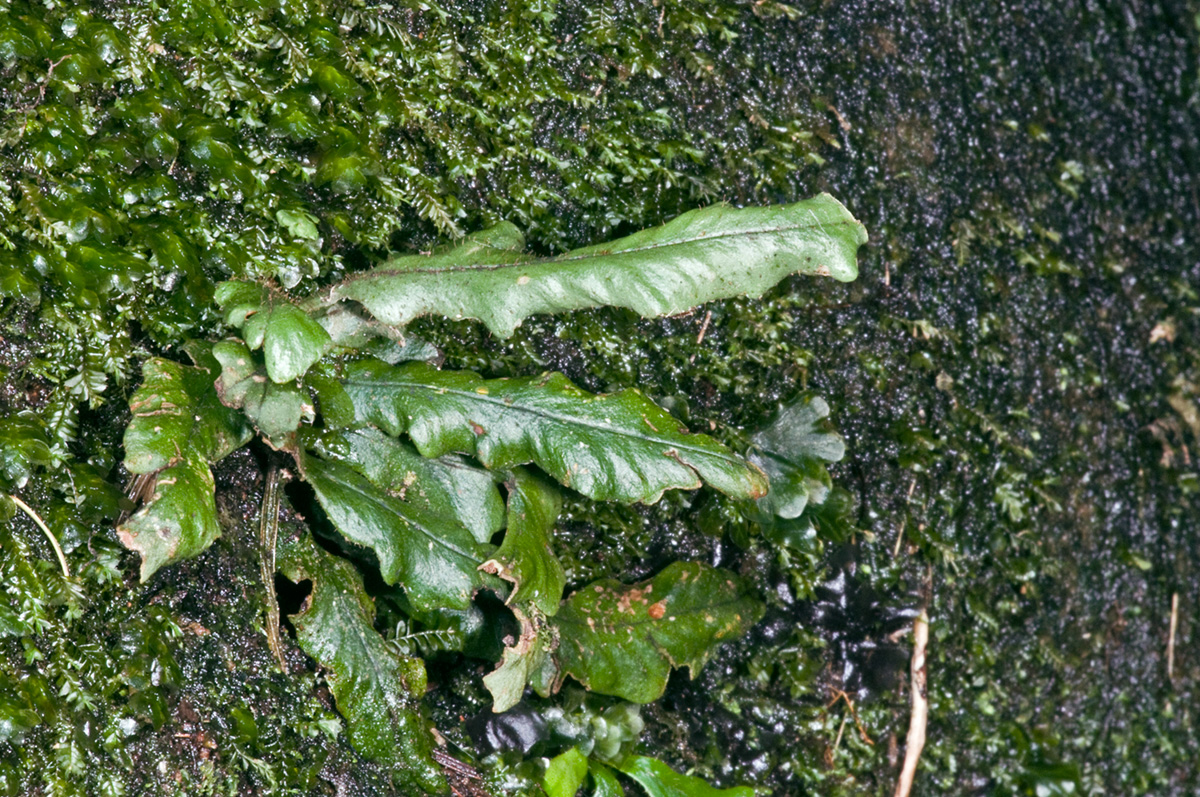 Notogrammitis ciliata (Notogrammitis ciliata)
