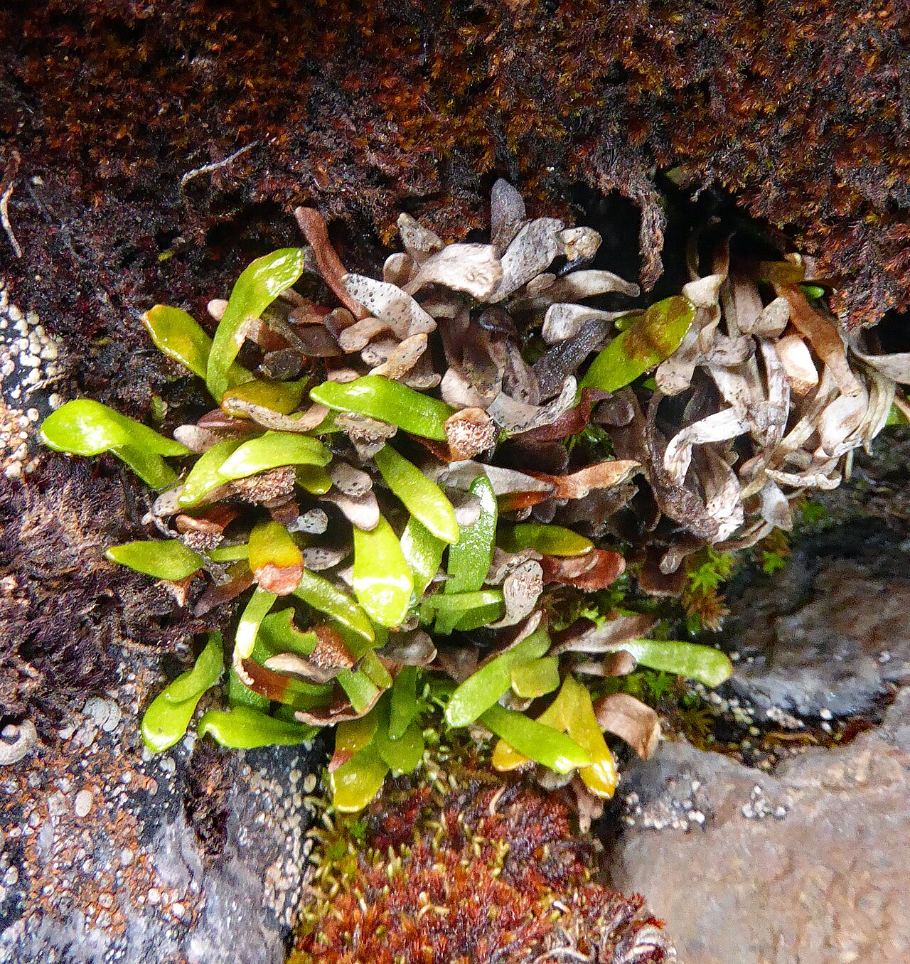 Dwarf strap fern: Notogrammitis crassior by Peter de Lange