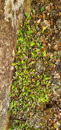 Notogrammitis givenii (Notogrammitis givenii)