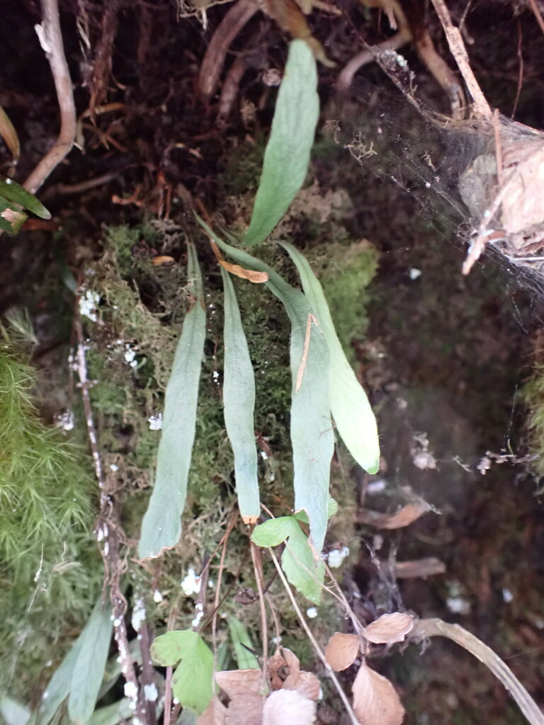 Notogrammitis givenii (Notogrammitis givenii)