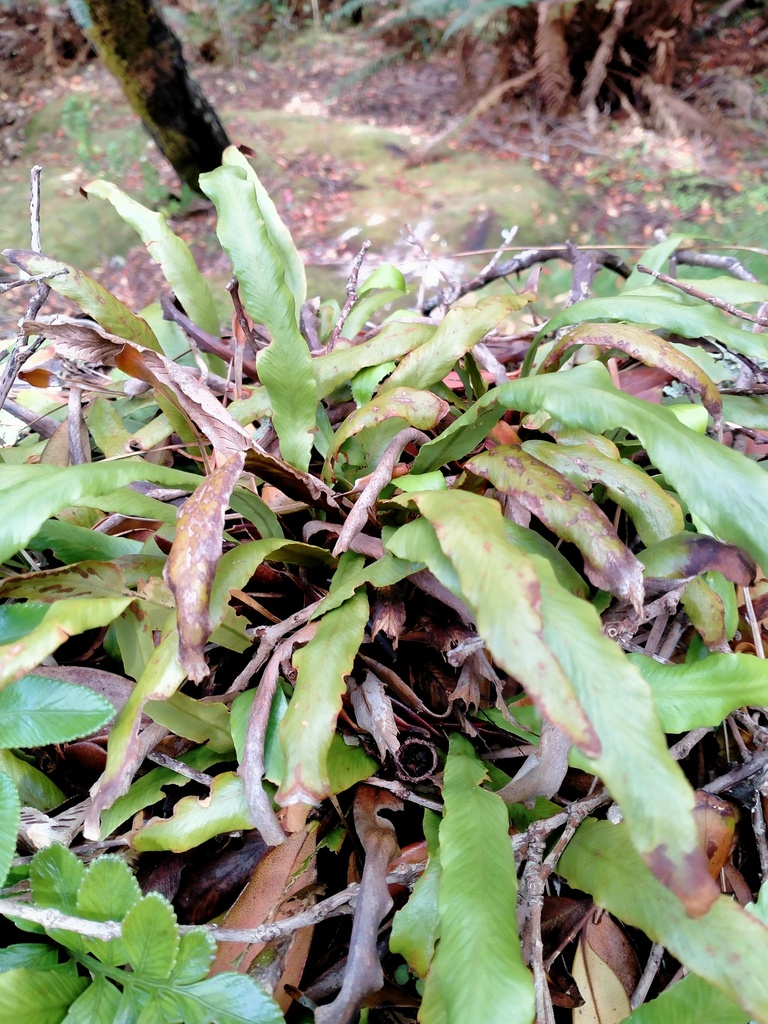 Notogrammitis rigida (Notogrammitis rigida)