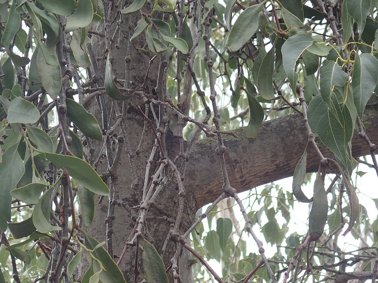 Kurrajong mistletoe: Kurrajong mistletoe,Notothixos cornifolius, in a kurrajong, Brachychiton populneus. Leaves of the Brachychiton can be seen at the right, leaves of the mistletoe