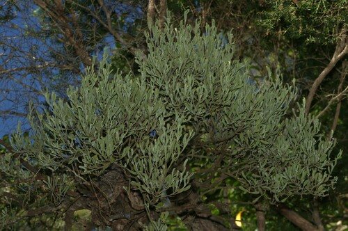 Notothixos incanus (Notothixos incanus)