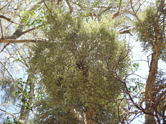 Notothixos incanus (Notothixos incanus)