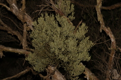 Notothixos incanus (Notothixos incanus)