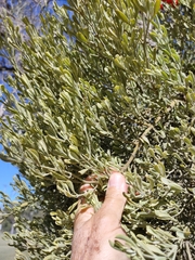 Notothixos incanus (Notothixos incanus)