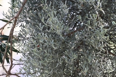 Notothixos incanus (Notothixos incanus)