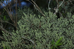 Notothixos incanus (Notothixos incanus)