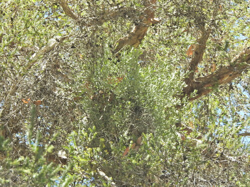 Notothixos incanus (Notothixos incanus)
