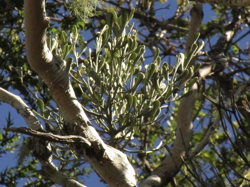 Notothixos incanus (Notothixos incanus)
