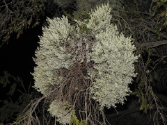 Notothixos incanus (Notothixos incanus)