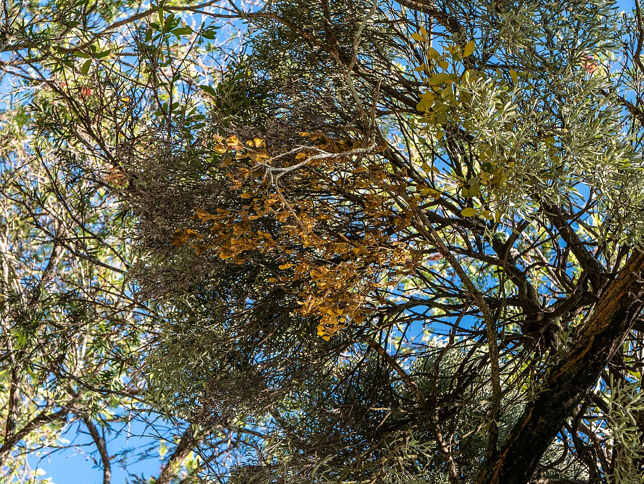 Notothixos subaureus: The flora of Geebung, Queensland is mostly ornamental, though some remnants of the original open forest remain.
