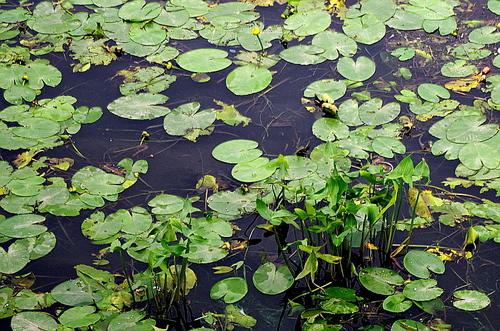 Yellow pond-lily (Nuphar lutea)