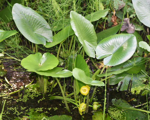 Yellow pond-lily