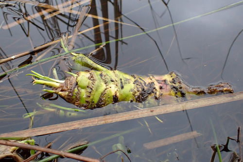 Yellow pond-lily (Nuphar lutea)