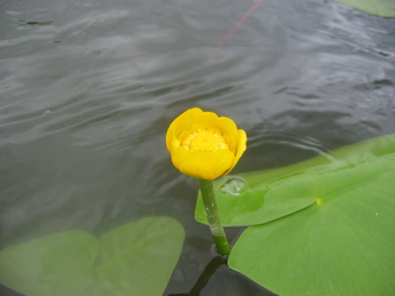 Yellow pond-lily: Gelbe Teichrose Nuphar lutea , Müritz-Gebiet