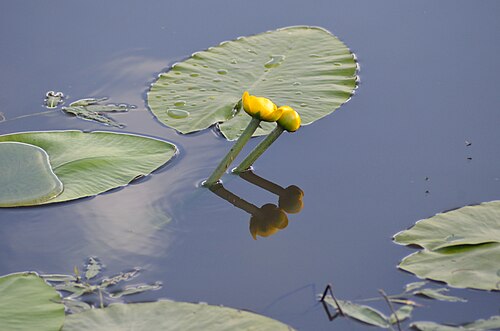 Yellow pond-lily: Yellow Water-lily