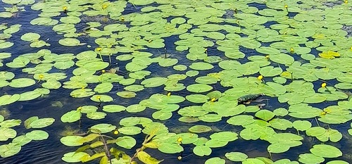 Yellow pond-lily (Nuphar lutea)