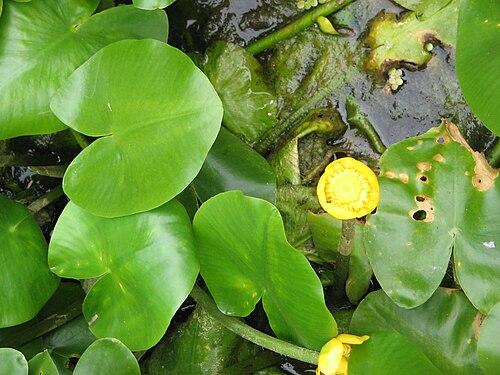 Yellow pond-lily: Nuphar lutea