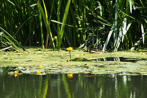 Yellow pond-lily: Yellow water-lily ( Nuphar lutea ) in Oława River in Wrocław, Poland.