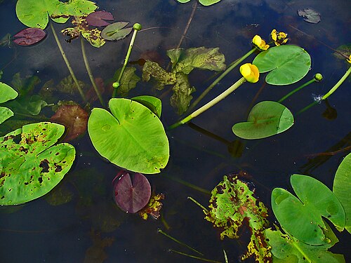 Yellow pond-lily: Nuphar lutea , Nymphaeaceae, Yellow Water-lily, habitus.