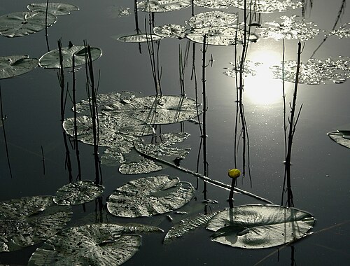 Yellow pond-lily: Nuphar lutea