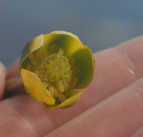 Least water-lily (Nuphar pumila)