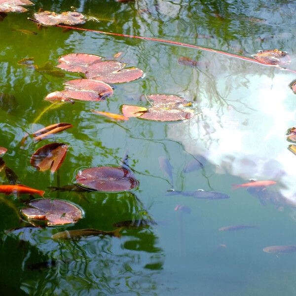 Least water-lily (Nuphar pumila)