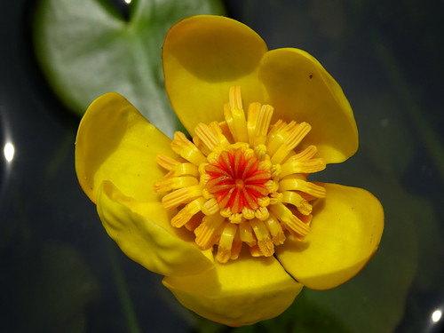 Least water-lily (Nuphar pumila)